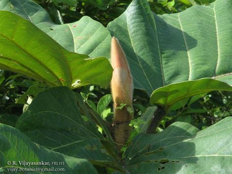 Dipterocarpus turbinatus .